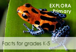 Explora Primary facts for grades 1-5